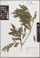 Foto von Salix daphnoides Vill.